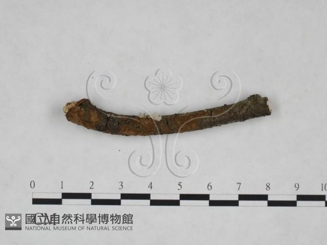 刺革菌屬藏品圖，第1張