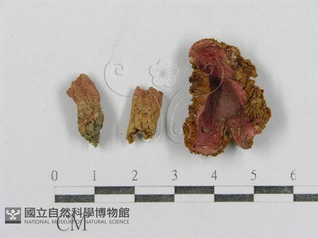 紅菇屬藏品圖，第1張