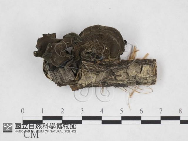 登錄號:F0015250藏品圖，第1張