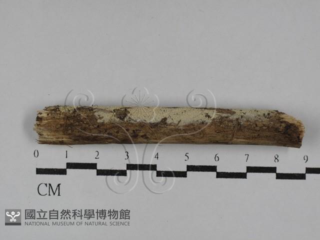 粗糙孢菌屬藏品圖，第1張