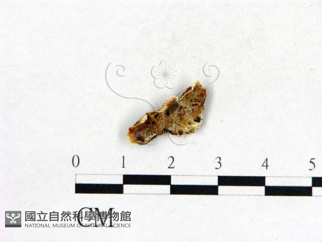 登錄號:F0009250藏品圖，第1張