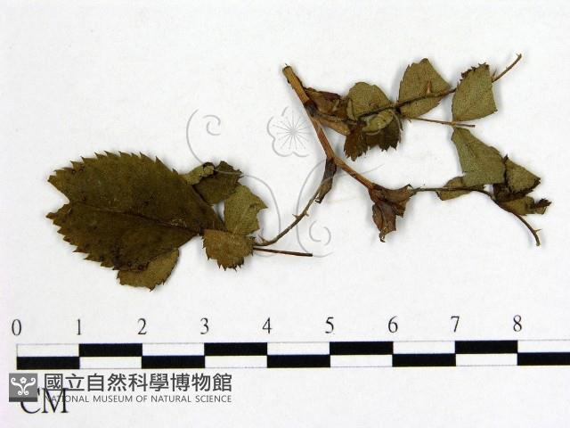 登錄號:F0019250藏品圖，第1張