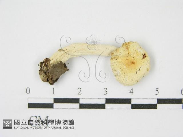 登錄號:F0013250藏品圖，第1張