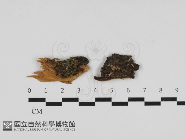 花耳屬藏品圖，第1張