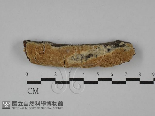 登錄號:F0028850藏品圖，第1張