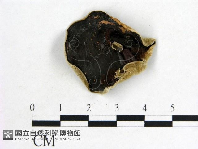 毛木耳藏品圖，第1張