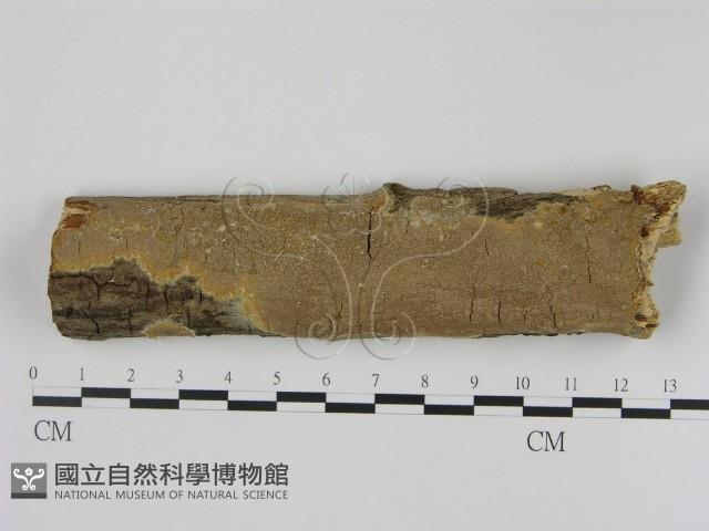 刺革菌屬藏品圖，第1張