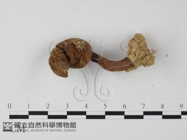 登錄號:F0010850藏品圖，第1張