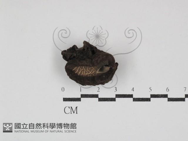 登錄號:F0030850藏品圖，第1張