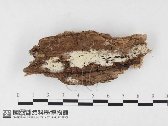 登錄號:F0026850藏品圖，第1張