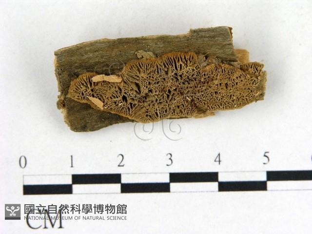 登錄號:F0006850藏品圖，第1張