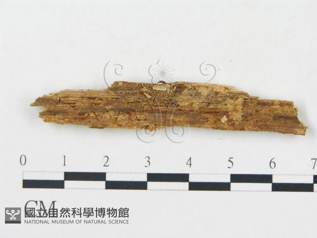 登錄號:F0016850藏品圖，第1張