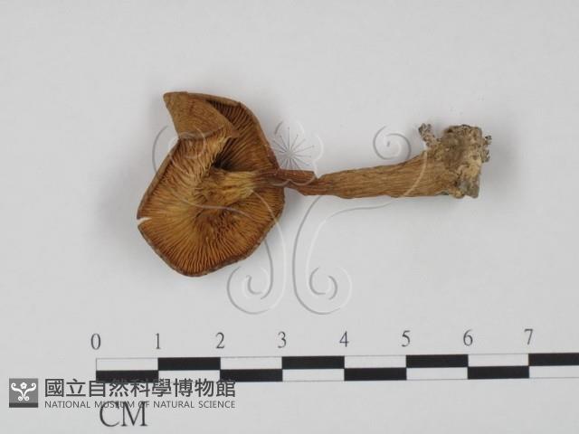 登錄號:F0021850藏品圖，第1張