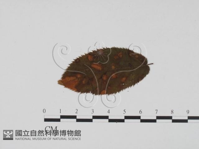 登錄號:F0011850藏品圖，第1張