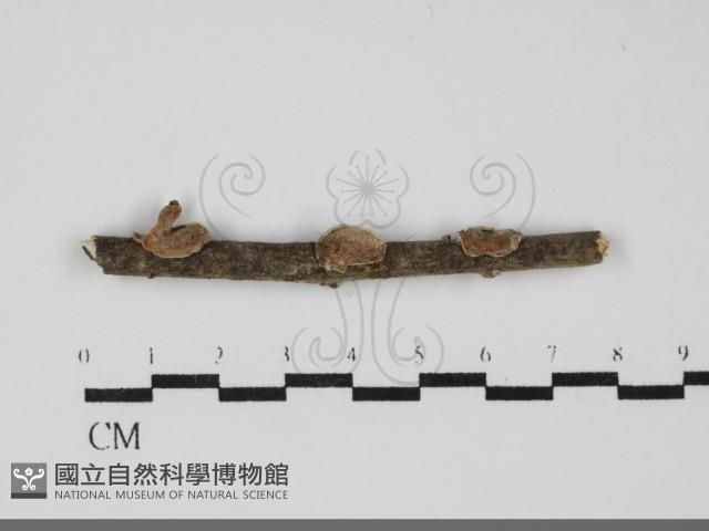 膠孔菌屬藏品圖，第1張