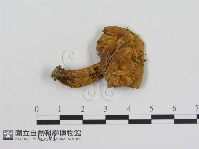 乳菇屬藏品圖，第1張