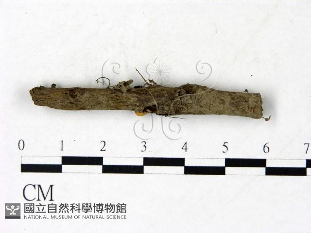 登錄號:F0022850藏品圖，第1張