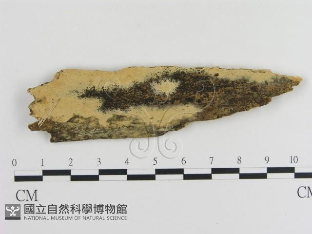 登錄號:F0002850藏品圖，第1張