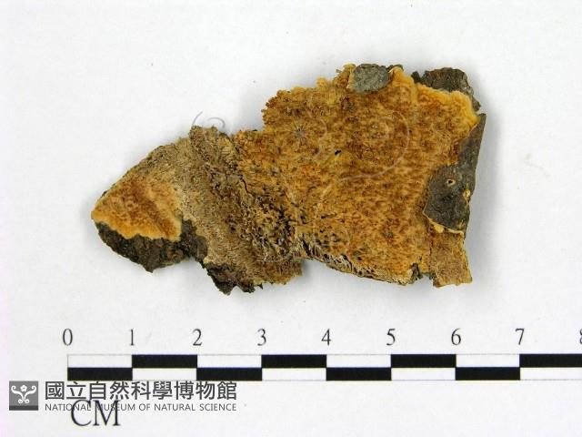 顯絲菌屬藏品圖，第1張