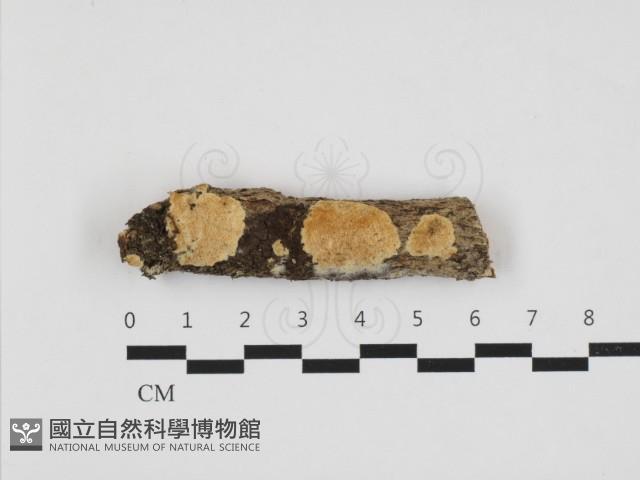 登錄號:F0032850藏品圖，第1張