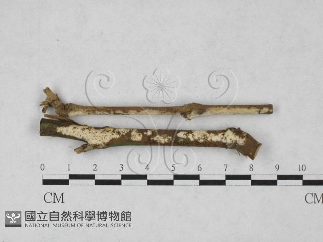 登錄號:F0027850藏品圖，第1張