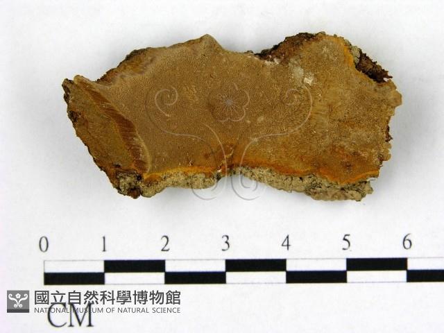 登錄號:F0007850藏品圖，第1張