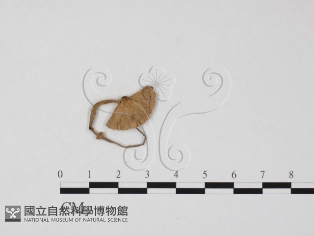 登錄號:F0025850藏品圖，第1張