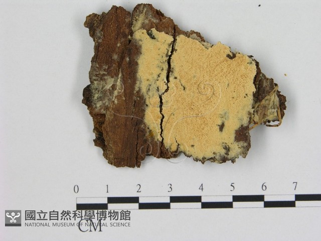 登錄號:F0005850藏品圖，第1張