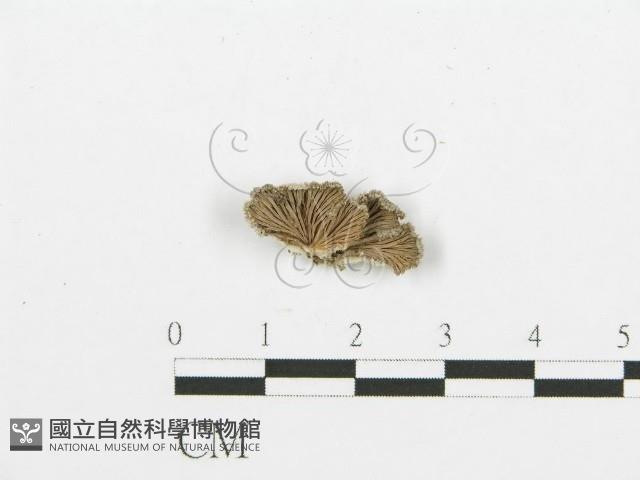 裂褶菌藏品圖，第1張