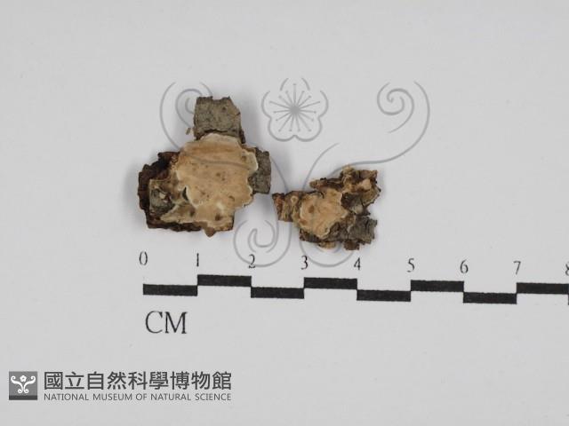 刺皮菌屬藏品圖，第1張