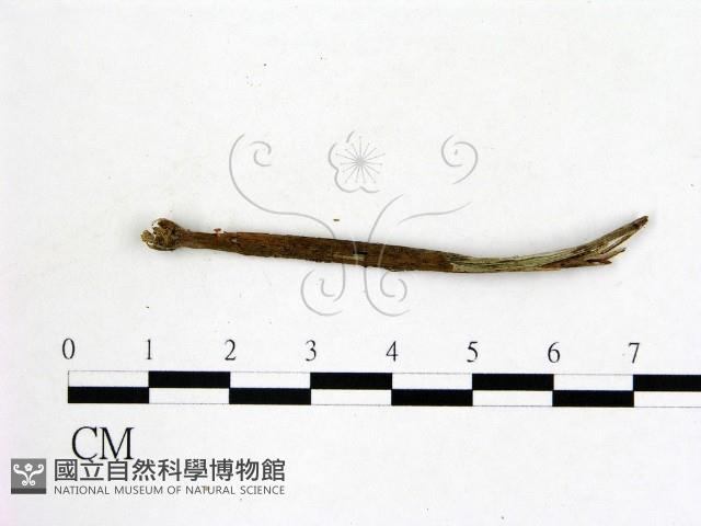 登錄號:F0009850藏品圖，第1張