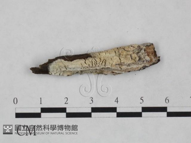 登錄號:F0023850藏品圖，第1張