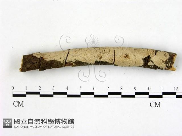 登錄號:F0003850藏品圖，第1張