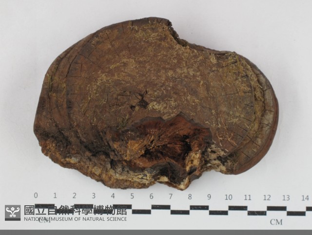 靈芝屬藏品圖，第1張