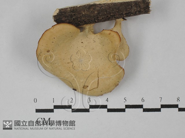 多孔菌屬藏品圖，第1張