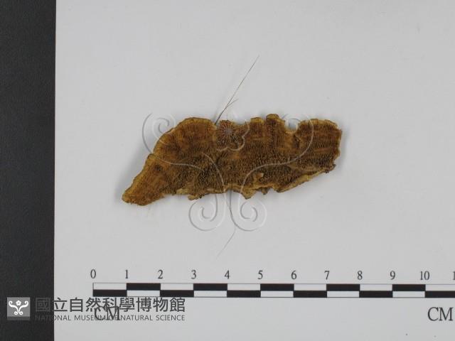 登錄號:F0008950藏品圖，第1張