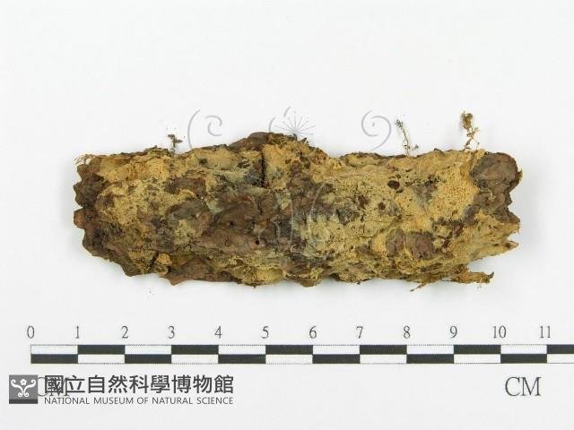 登錄號:F0000950藏品圖，第1張
