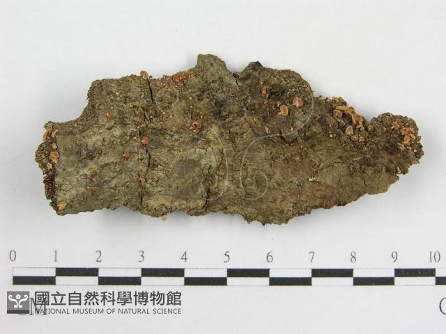 登錄號:F0010950藏品圖，第1張