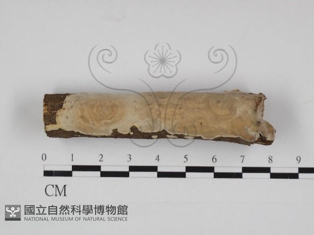 刺皮菌屬藏品圖，第1張