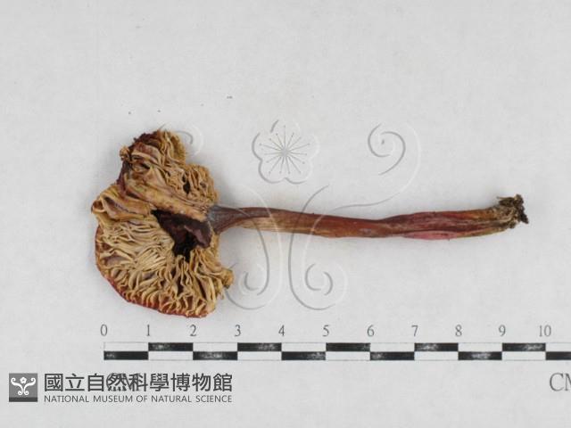 登錄號:F0026950藏品圖，第1張