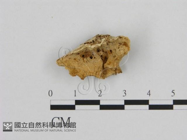 登錄號:F0006950藏品圖，第1張