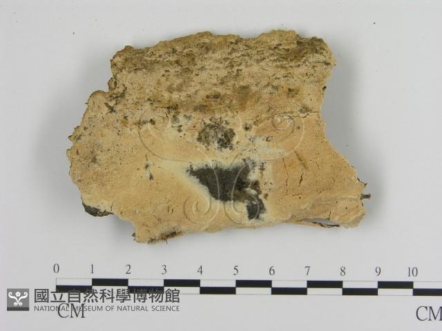 登錄號:F0016950藏品圖，第1張