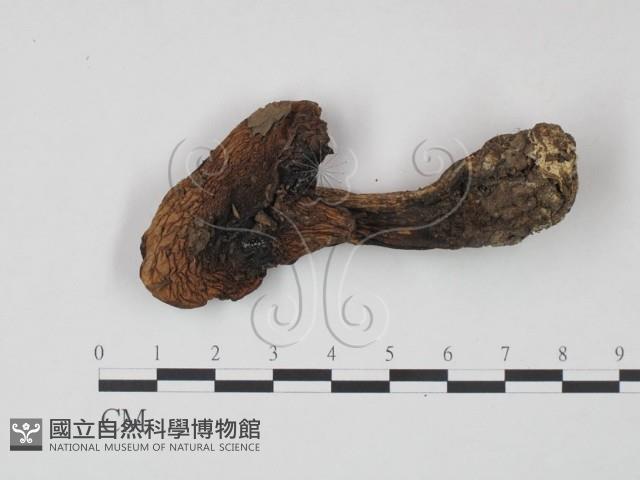 登錄號:F0021950藏品圖，第1張