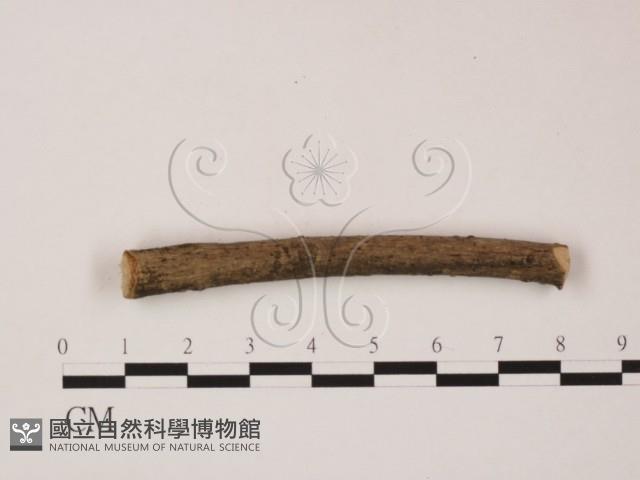 登錄號:F0011950藏品圖，第1張
