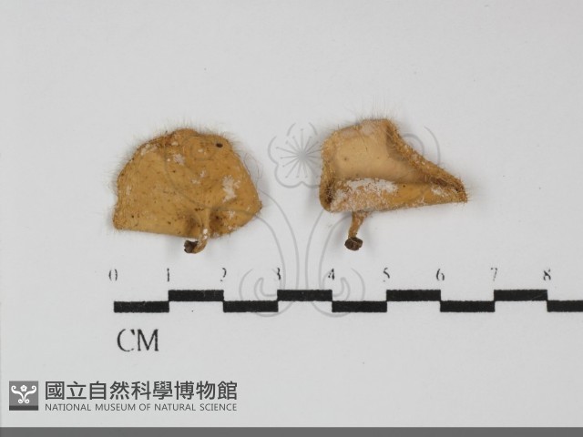 登錄號:F0031950藏品圖，第1張