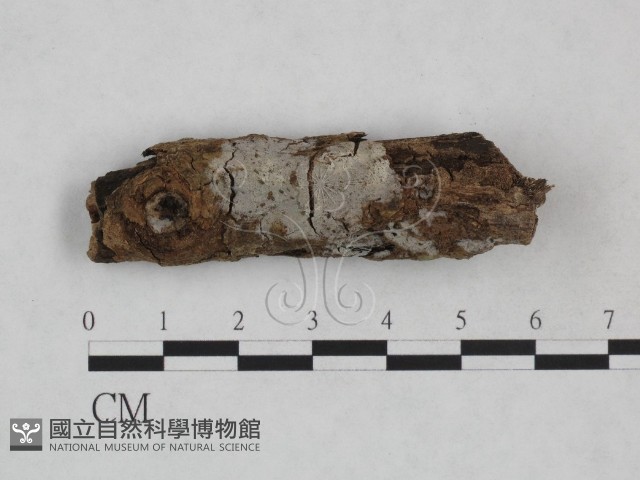 登錄號:F0024950藏品圖，第1張