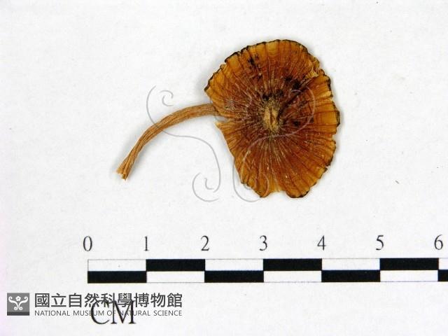 登錄號:F0004950藏品圖，第1張