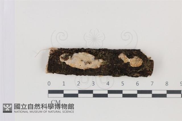 登錄號:F0034950藏品圖，第1張