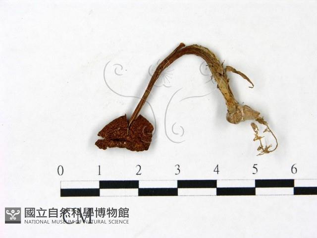 登錄號:F0022950藏品圖，第1張