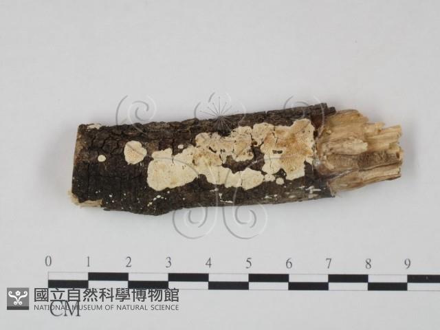 登錄號:F0002950藏品圖，第1張